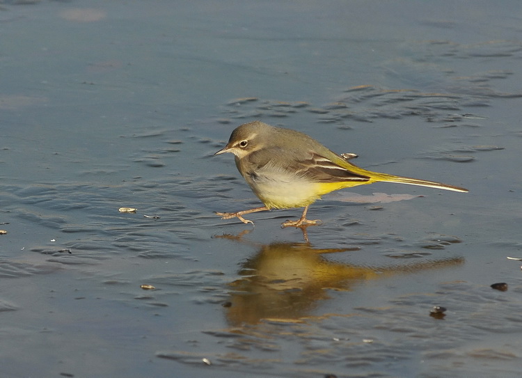 Ballerina gialla - Motacilla cinerea